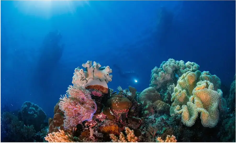 Scuba diving session at the famous Sipadan Marine Park Luma Selakan
