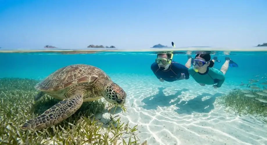 Close up of a sea turtle swimming in the Semporna Islands Luma Selakan